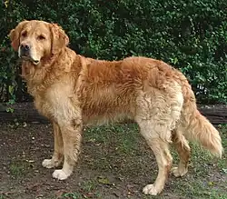 Dark Golden Golden Retriever