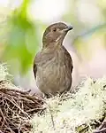 Immature