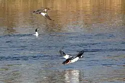 In flight over Rideau River, Ottawa, Ontario