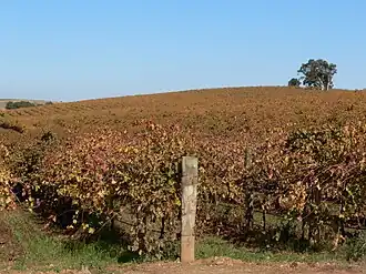 Vineyards in Autumn 2006