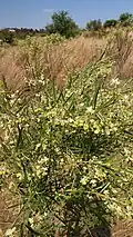 Gomphocarpus fruticosus bush