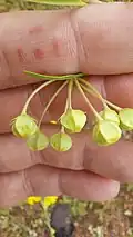 Gomphocarpus fruticosus flower bud