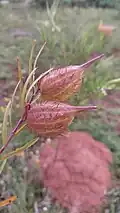 Gomphocarpus fruticosus fruit
