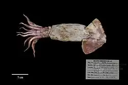 Gonatopsis borealis