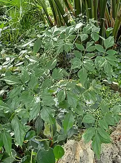 Gonatopus boivinii in Lincoln Park Conservatory, Chicago