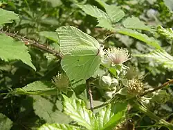 Butterfly Gonepteryx cleopatra, Southern Europe