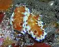 Goniobranchus collingwoodi