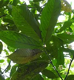 the image shows a various leaves in a bright, but covered with leaves, background