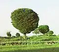 Turkestan Elm near Samarkand, early 20th century
