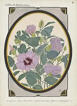 Sturt's desert rose (Gossypium sturtianum) (1920).