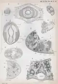 Plate 4 of the book