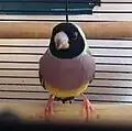 Black-headed female Gouldian finch