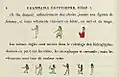 Grammaire égyptienne, chapter I, p.&nbsp;8
