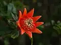 Pomegranate sepals and drying stamens after fertilisation and petal fall