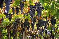 Grapes growing in the Italian wine region of Valpolicella, Veneto.