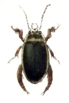 Illustration from Calwer's Käferbuch