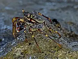 The mottled lightfoot crab is herbivorous.