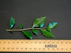 One of each pair of leaves is reduced