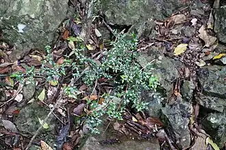 Habit