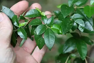 Foliage