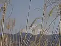 Wild Grass with Mt. Fuji in the background