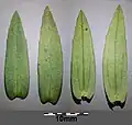 Leaves