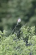 Red-backed shrike, Abruzzo, near Pescasseroli