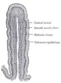 Vertical section of a villus from the dog's small intestine. X 80. (Simple columnar epithelium labelled at right, third from the top.)
