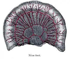 Loop of small intestine showing distribution of intestinal arteries