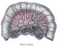 Loop of small intestine showing distribution of intestinal arteries