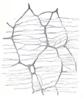 The myenteric plexus of a rabbit. X 50.