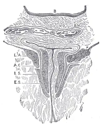Coronal section through the anal canal. (Symington.) B. Cavity of urinary bladder. V.D. Ductus deferens. S.V. Seminal vesicle. R. Second part of rectum. A.C. Anal canal. L.A. Levator ani. I.S. Sphincter ani internus. E.S. Sphincter ani externus.