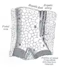 Longitudinal section of a small portal vein and canal