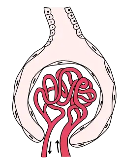 Glomerulus is red; Bowman's capsule is white.