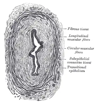 Transverse section of ureter.