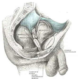 Male pelvic organs seen from right side.