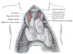 The thymus of a full-term fetus, exposed in situ