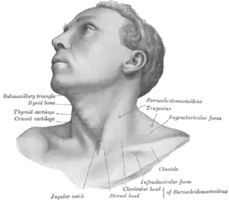 Anterolateral view of head and neck.