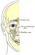 Outline of bones of face, showing position of air sinuses.