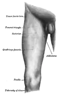 The quadriceps forms the bulk of front part of the thigh