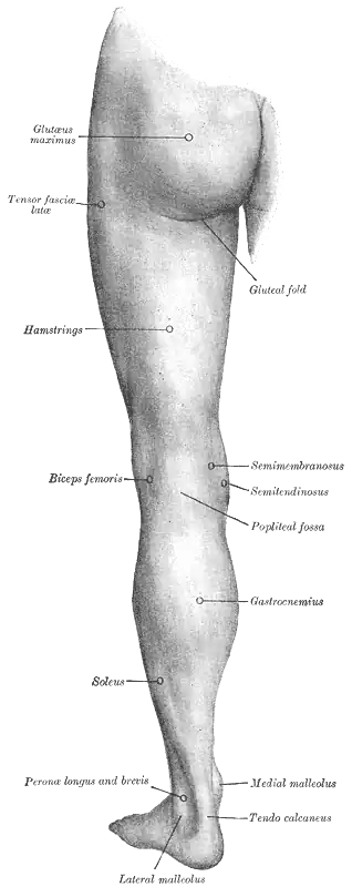 Back of left lower extremity