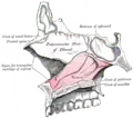 Median wall of left nasal cavity showing vomer in situ.