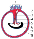 Diagram illustrating a later stage in the development of the umbilical cord. 1 Placental villi 2 Yolk-sac 3 Umbilical cord 4 Allantois 5 Heart 6 Digestive tube 7 Embryo 8 Amniotic cavity