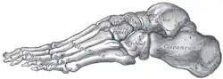 Skeleton of foot. Lateral aspect.
