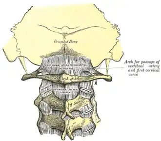 Posterior atlantooccipital membrane and atlantoaxial ligament (atlas visible at center)
