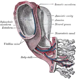 Model of human embryo, 1.3&nbsp;mm. long.