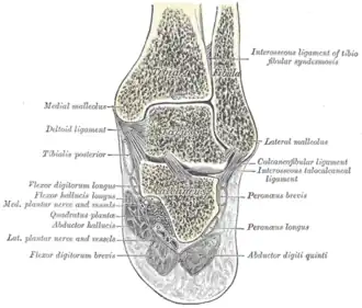 Coronal section through right talocrural and talocalcaneal joints