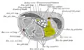Transverse section across the wrist and digits. Hamate shown in yellow.