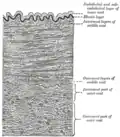 Section of a medium-sized artery