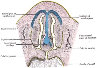 Coloured diagram showing different organs.